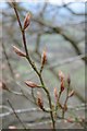 SO7537 : Buds on a beech tree by Philip Halling