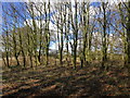 Trees on an old pit, Pockthorpe