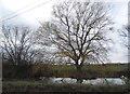 Pond on Upland Road, Thornwood Common