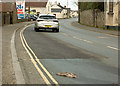 A flattened hedgehog on the B3233 at Bickington