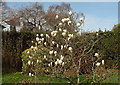 SX9065 : Magnolia, Torre by Derek Harper
