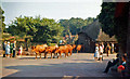 Milking time at Cockington