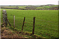 Sheep on Cardinham Downs