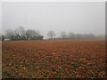 Sprayed field, Ingham Cliff