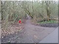 TQ2588 : Path through Big Wood, Hampstead Garden Suburb by David Howard