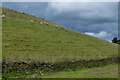 Sheep grazing the slopes of Reva Reservoir