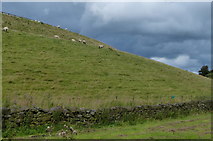 SE1542 : Sheep grazing the slopes of Reva Reservoir by Mat Fascione