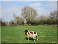 Sheep and willow, Newton upon Derwent