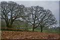 East Devon : Ploughed Field