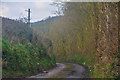 East Devon : Country Lane