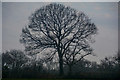 East Devon : Grassy Field & Tree