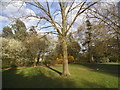 Trees in Roe Green Park