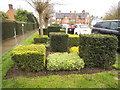 Decorative hedges on Willifield Way