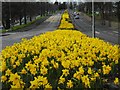 Daffodils, Switchback Road