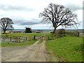 Bridleway to Todburn