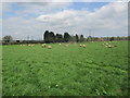 Sheep  and  Lambs  in  field