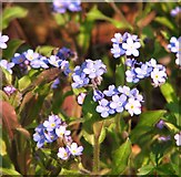 TG2008 : Forget-me-nots (Myosotis spec) in Section 47 by Evelyn Simak