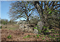 WW2 Bunker in the Trees