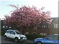 TQ2488 : Cherry blossom on Hampstead Way by David Howard
