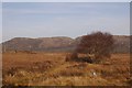 Birch on Kentra Moss