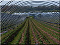 Polytunnel next to Roman Road, Lapley