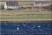 HP6208 : Common Crane (Grus grus) over the voe at Baltasound by Mike Pennington