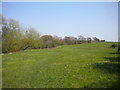 Path across field east of Westwood