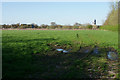 Soggy field at Calf Heath