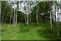 Birches, Doune Pond