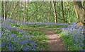 Carpet of Bluebells, Norsey Wood, Billericay