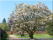 ST2885 : Magnolias, Tredegar House gardens, Newport by Robin Drayton