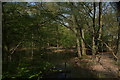 View of a small brook in Epping Forest from the Class 117 diesel locomotive