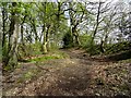 Woodland footpath