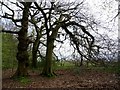 Gnarled beech trees