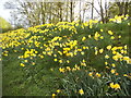 Daffodils on Park Road, Spofforth