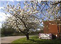 Cherry blossom at Foston Services