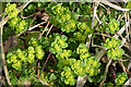 Opposite-leaved Golden Saxifrage (Chrysosplenium oppositifolium)