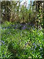 Bluebells is Gillham Woods Nature Reserve