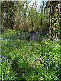 TQ7107 : Bluebells is Gillham Woods Nature Reserve by PAUL FARMER