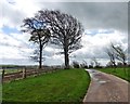 Windswept trees at Dryhill