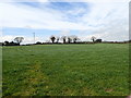 Cultivated grass on the west side of Manse Road