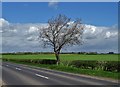 Lone tree by Kirk Sandall Common