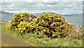 Whin bushes, Belfast harbour (April 2018)