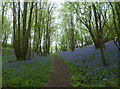 Bridleway, Spuckles Wood, Stalisfield