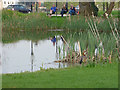 Egyptian Goose by the small pond on Blackheath 