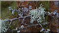 SN9557 : Lichen on larch by Andrew Hill