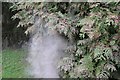 SO8442 : A cloud of tree pollen by Philip Halling