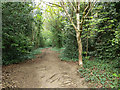 Path north up edge of Redhill Common