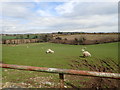 Sheep grazing land above the Moneycarragh River