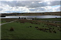 Clowbridge Reservoir from Springfield Road